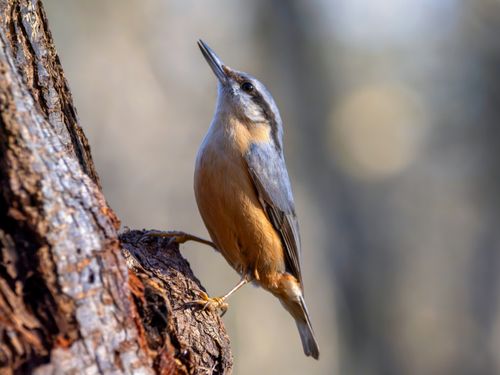 Free Eurasian Nuthatch perched on a tree trunk outdoors during a sunny day. Stock Photo
