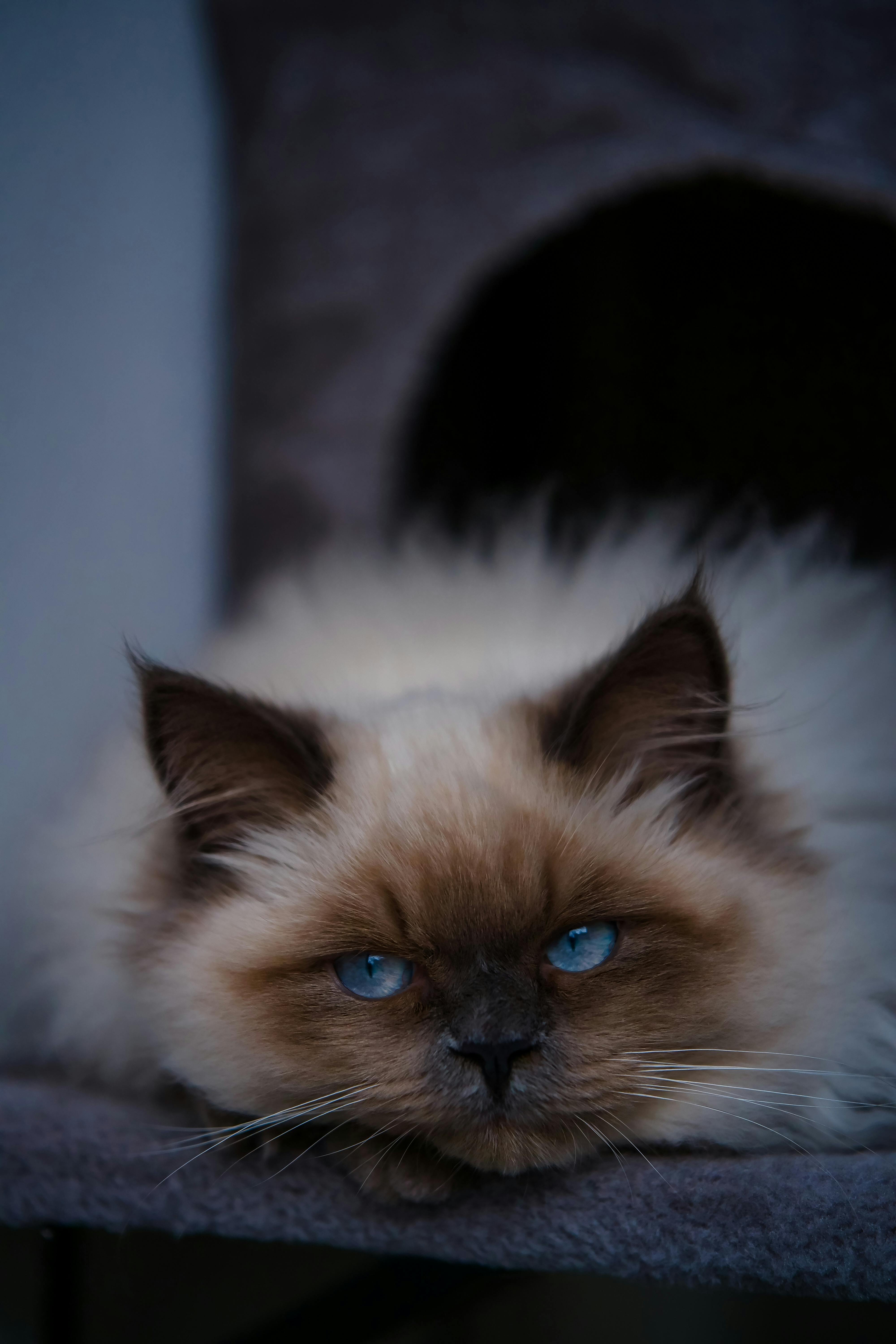 Exercise Ball for Workouts, Anti-Burst and Slip Resistant Yoga Ball for Gym Fitness and Physical Therapy Exercise Ball for Workouts, Anti-Burst and Slip Resistant Yoga Ball for Gym Fitness and Physical Therapy