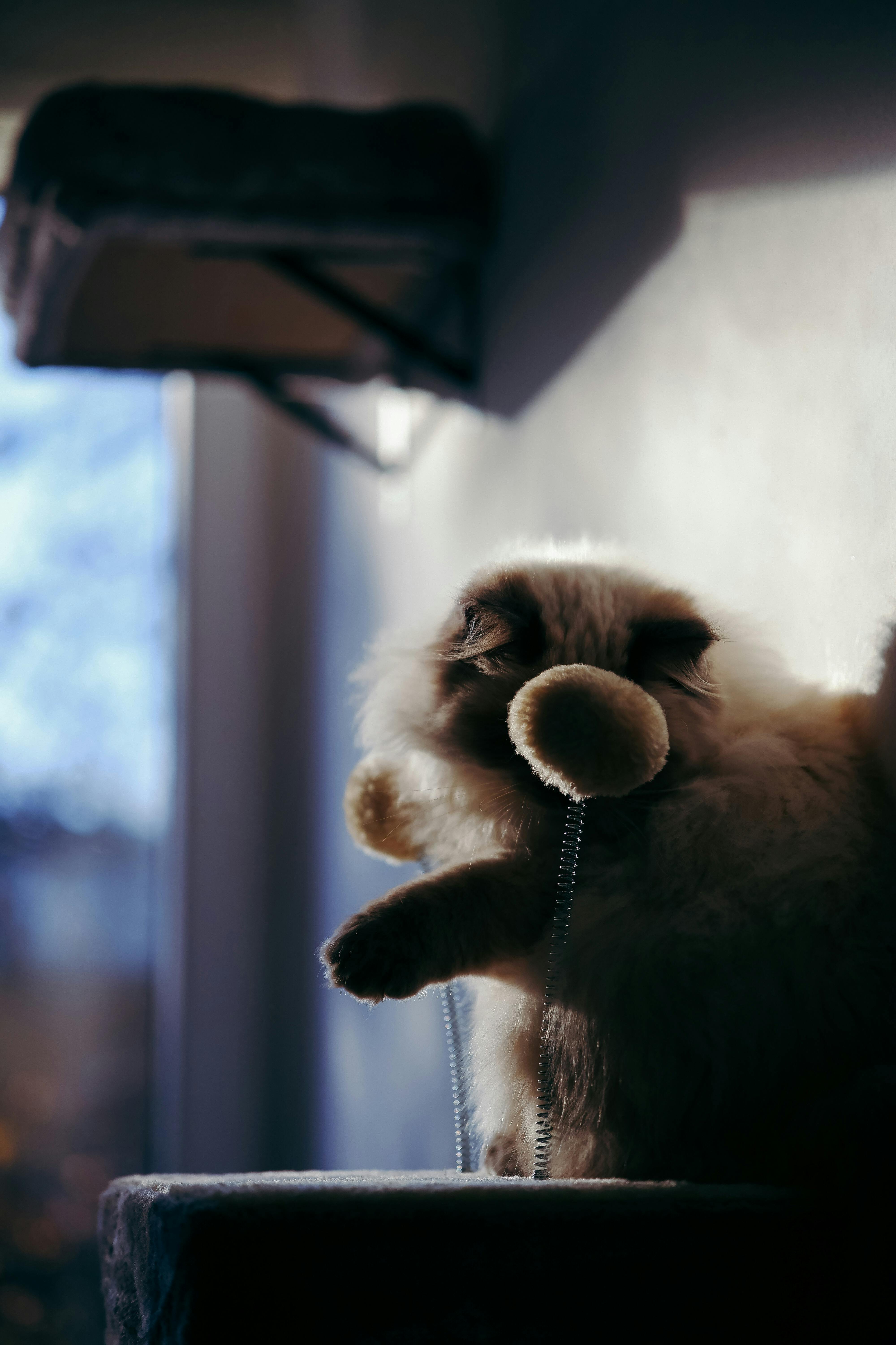 grátis Um gato persa peludo brinca com um brinquedo de corda sob a luz quente do sol, dentro de casa. Foto profissional