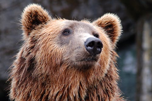 Fotobanka s bezplatnými fotkami na tému medveď, medveď hnedý, ZOO