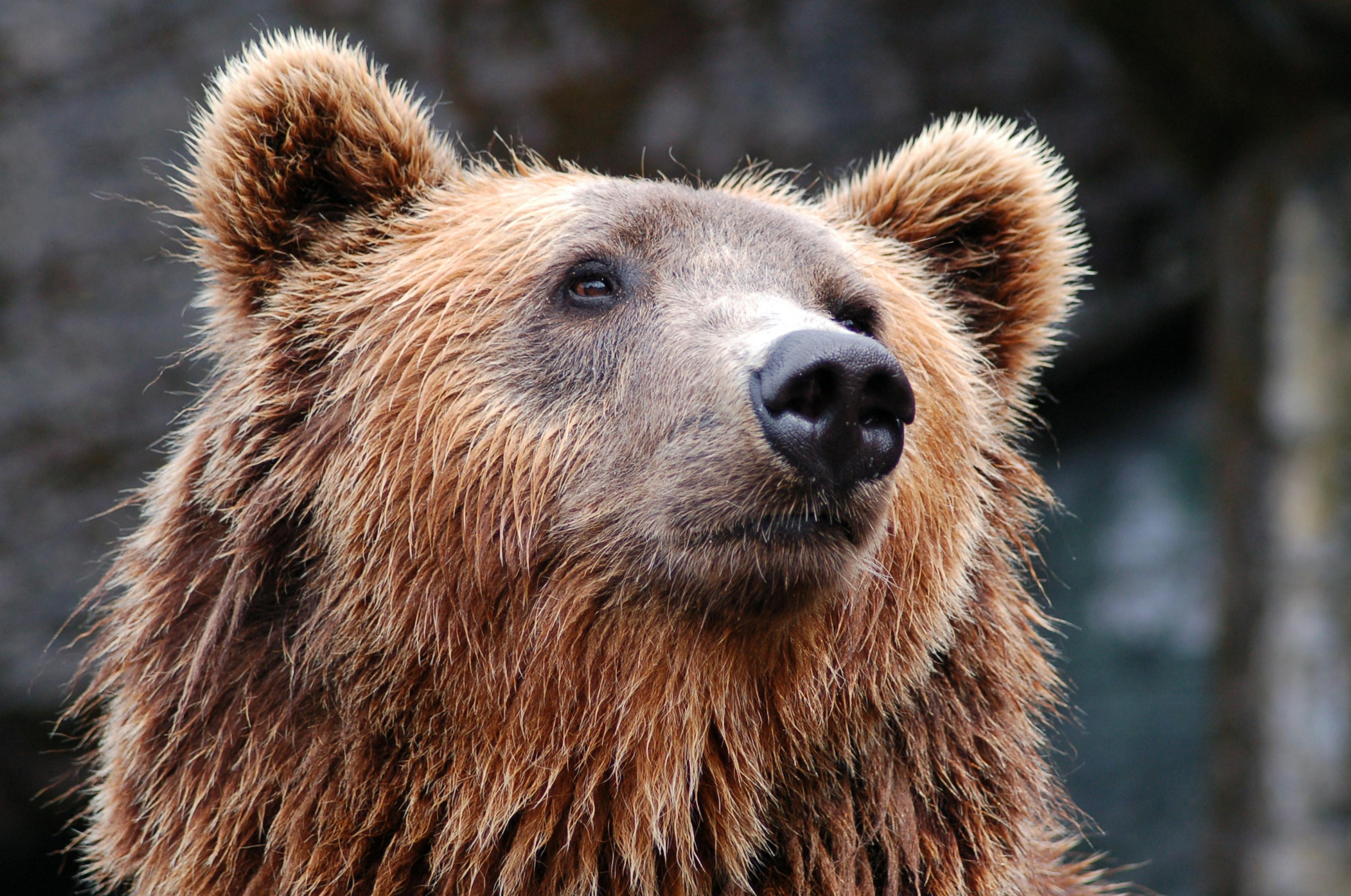 Brown Bear Free Stock Photo Brown Bear Free Stock Photo
