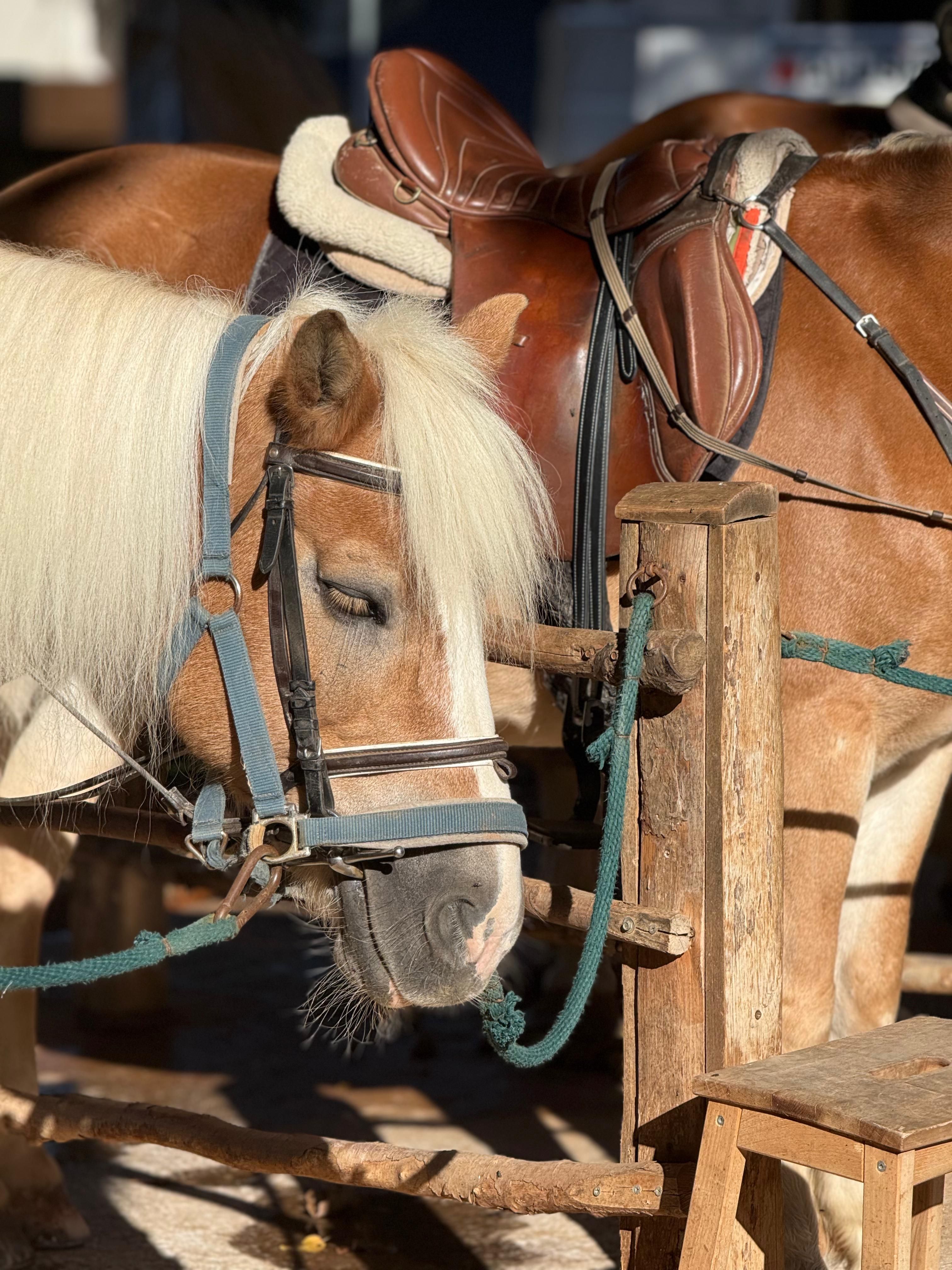 A brown and white pony stands saddled with sunlight highlighting its mane.