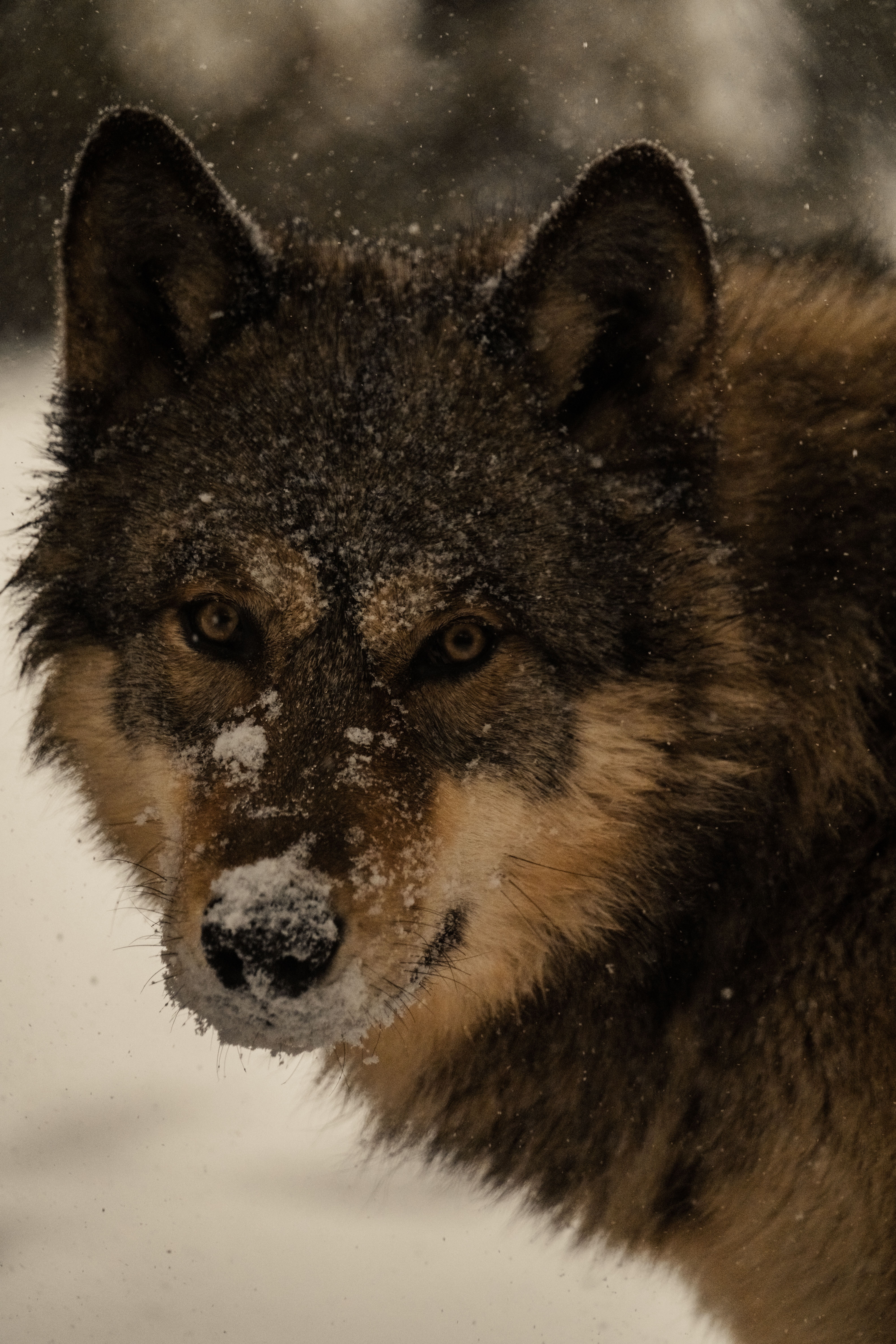 Close-up of a gray wolf in a snowy landscape, capturing its wild beauty and presence.