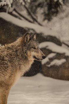 A captivating gray wolf stands in the snow, exuding wild elegance and strength.