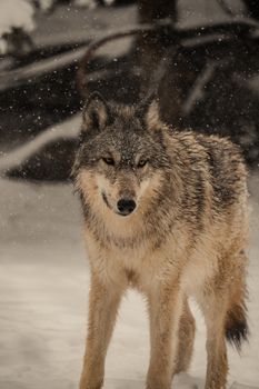 A gray wolf standing in the snow, capturing the essence of wildlife in winter.