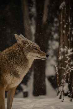 A gray wolf stands calmly in a snow-covered forest, showcasing nature's beauty.
