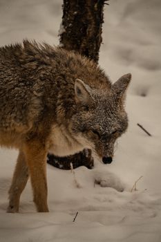 A coyote standing in a snow-covered wilderness, showcasing natural wildlife beauty.