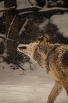 Close-up of a gray wolf shaking off snow in a forest during winter.
