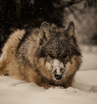 A captivating image of a gray wolf in the snow, showcasing its wild beauty.