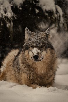 A captivating image of a wolf resting in a snowy forest setting, showcasing nature's beauty and wildlife.