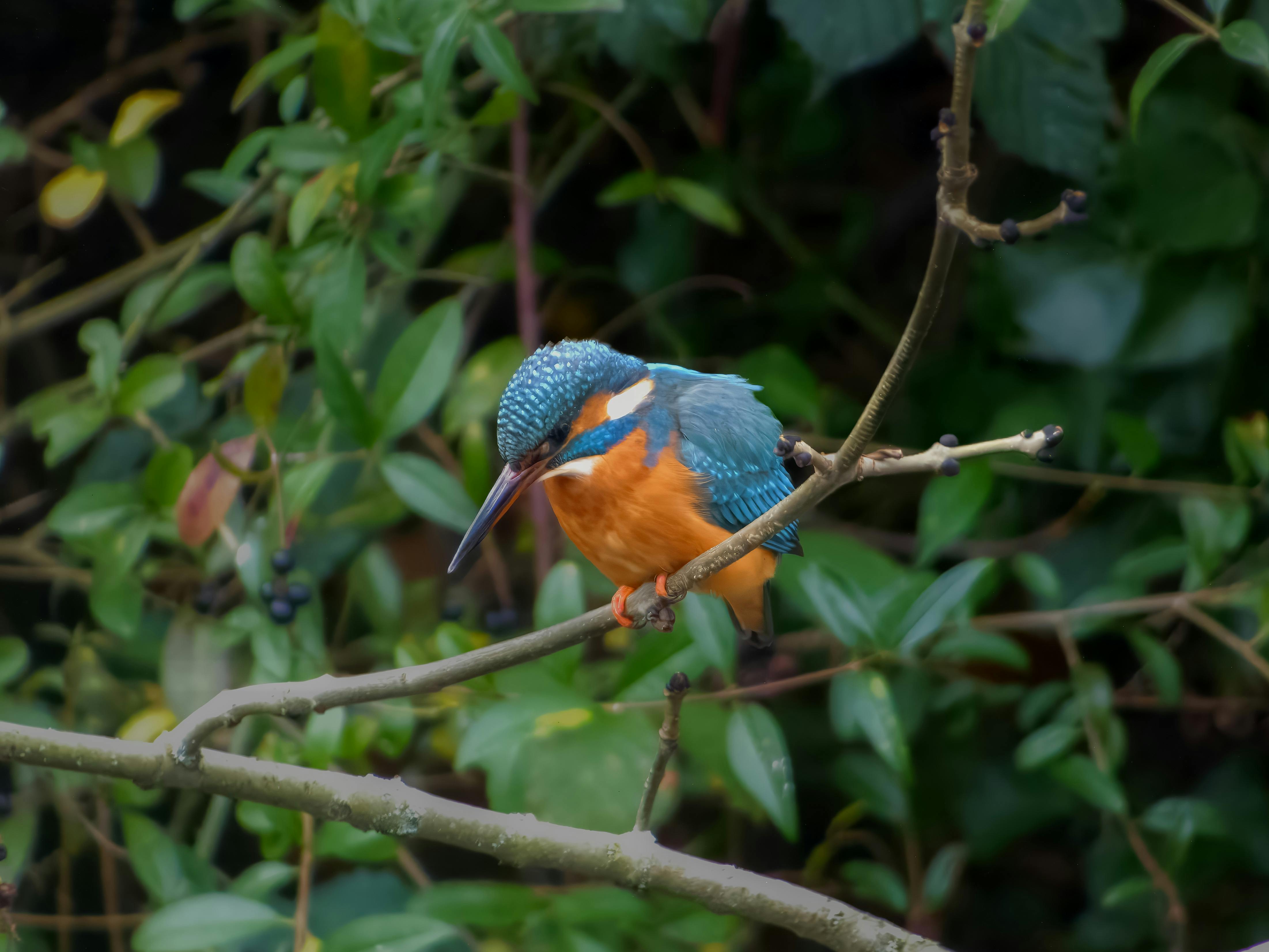 image boost rankings