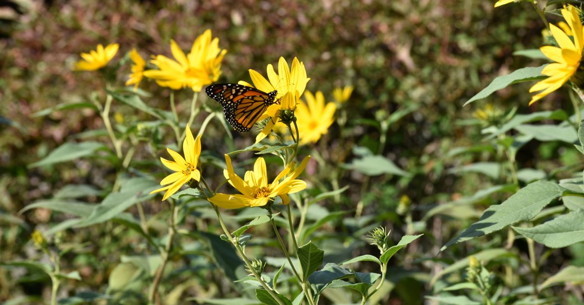 Buttergly Fall Monarch Butterfly on Yellow Flowers in Fall Garden · Free Stock Photo