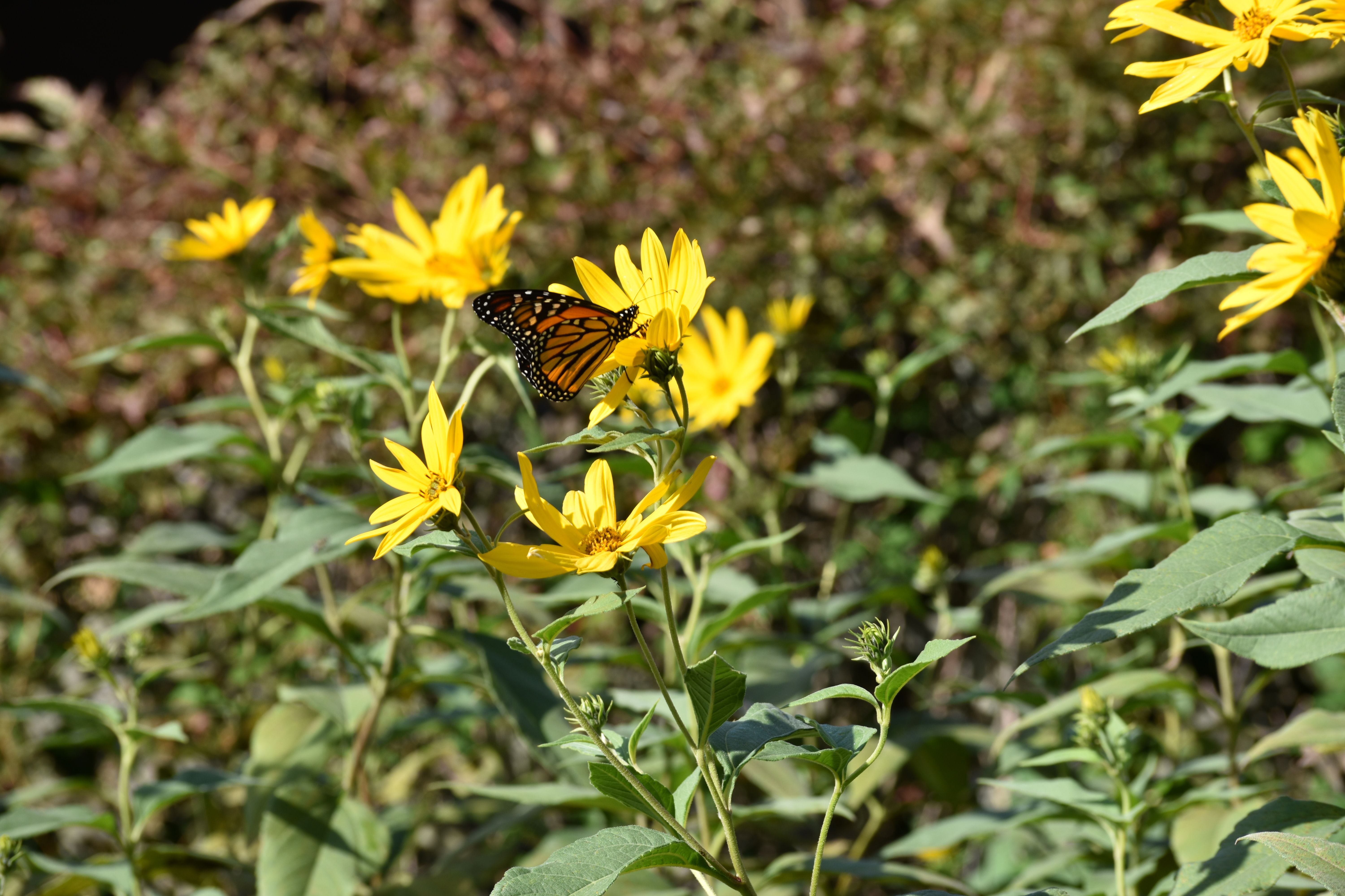 Monarch Butterfly on Yellow Flowers in Fall Garden · Free Stock Photo