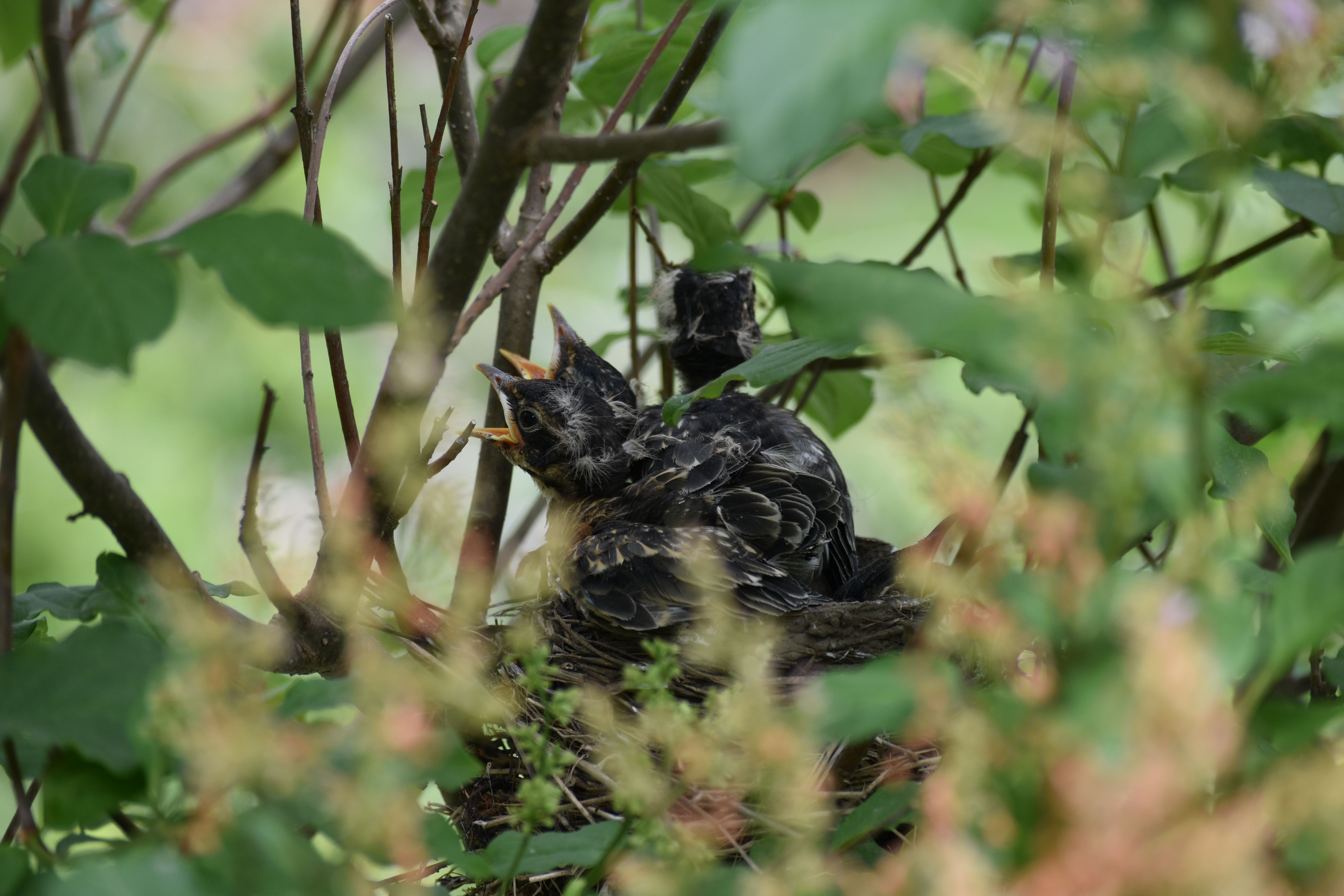 fledglings go they leave