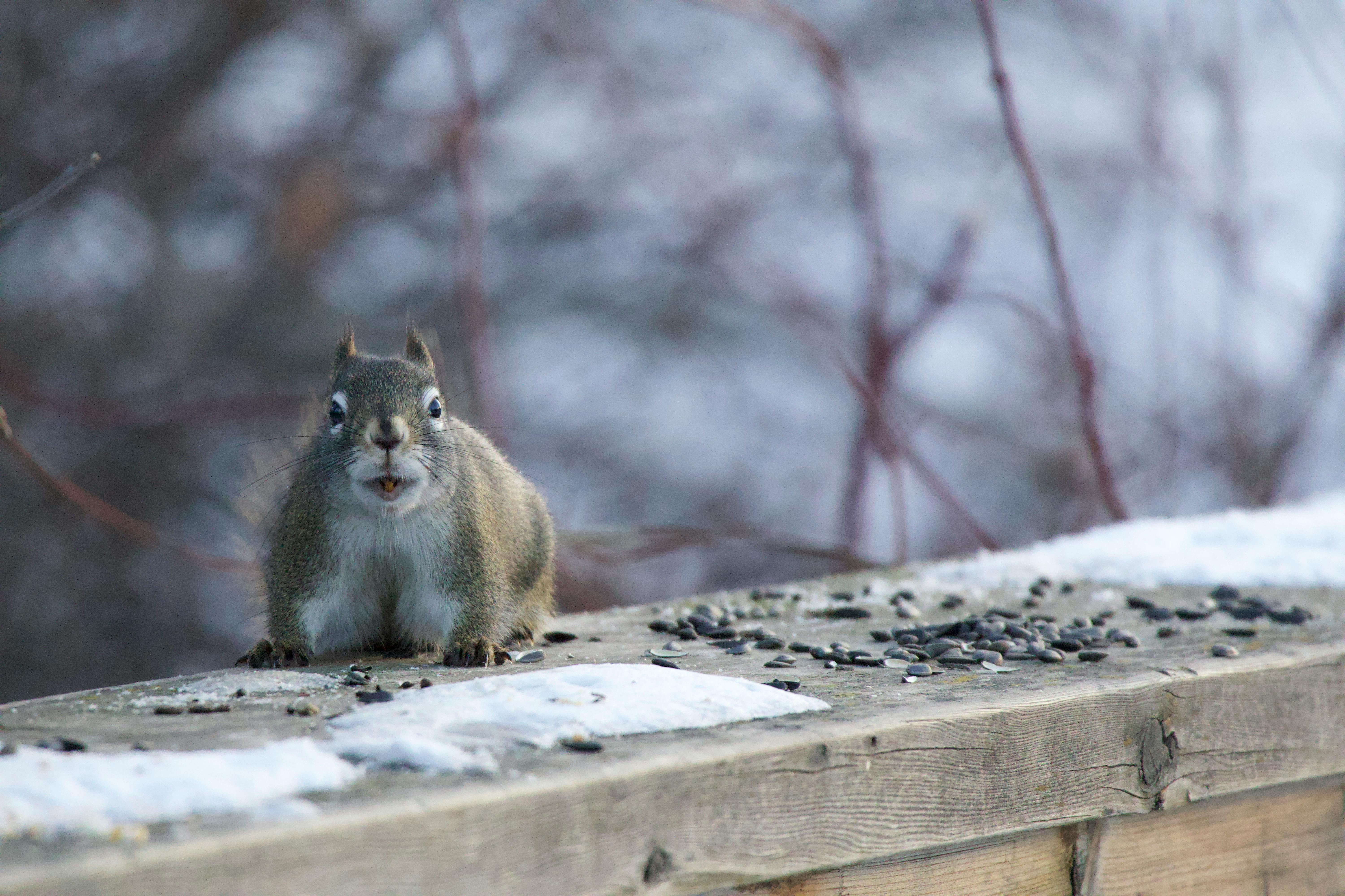 Free stock photo of american red squirrel, animal, cute
