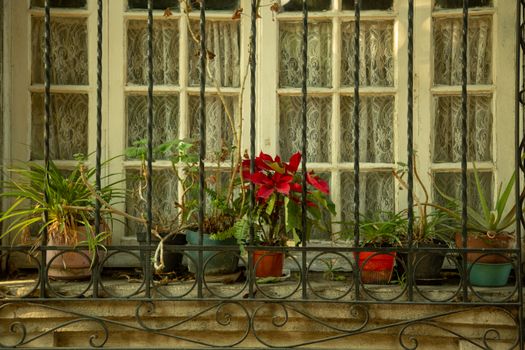 A picturesque view of a rustic window adorned with various potted plants, exuding charm.