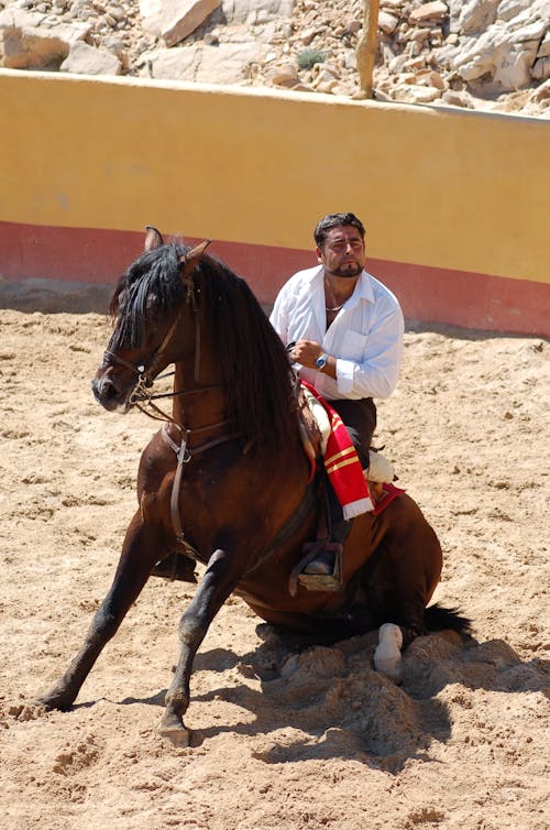 Free stock photo of horse, horseman, rider