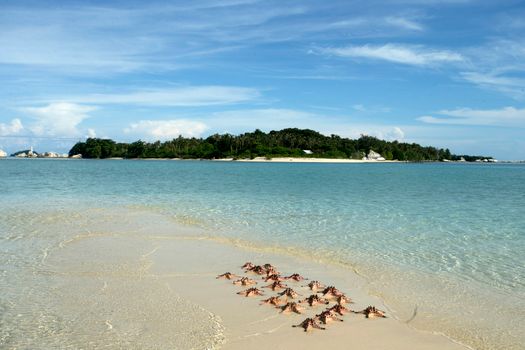 starfish photo