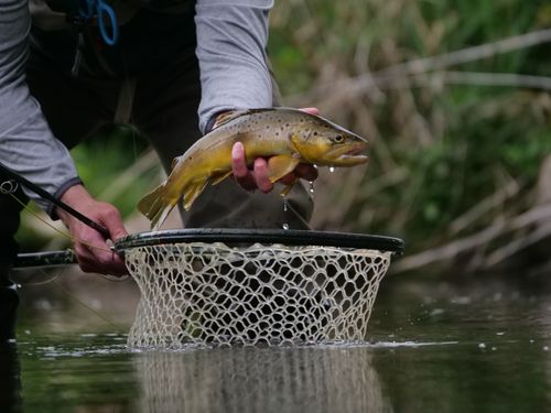 Free Close-up of a brown trout being caught by an angler with a net in a freshwater stream. Stock Photo