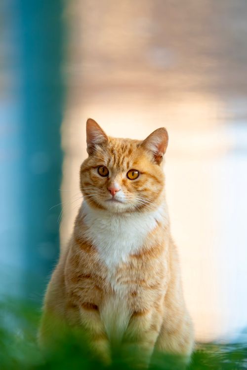 Free Portrait of a ginger tabby cat with a soft, blurred background. Ideal for pet-themed content. Stock Photo