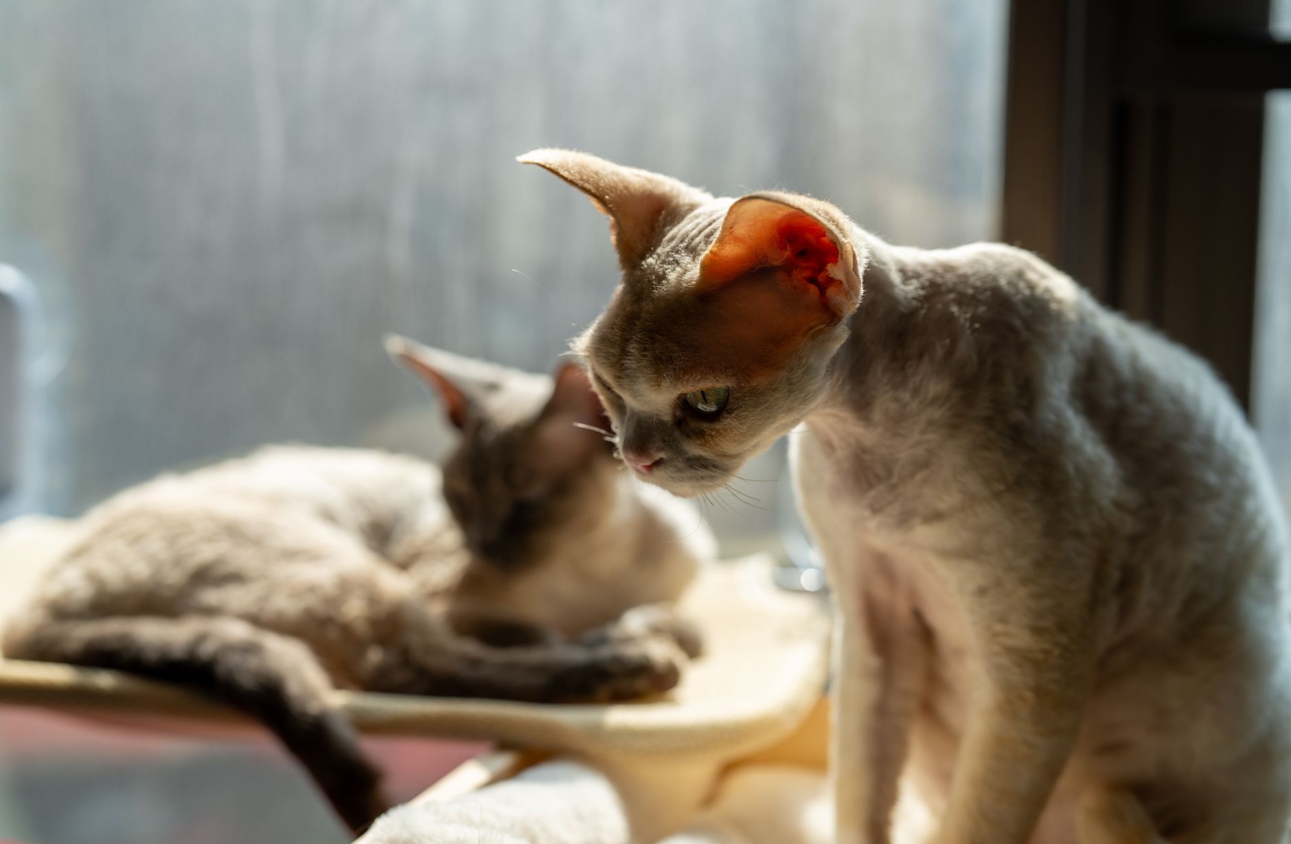Two Devon Rex cats basking in sunlight by a window in Shenzhen, China.