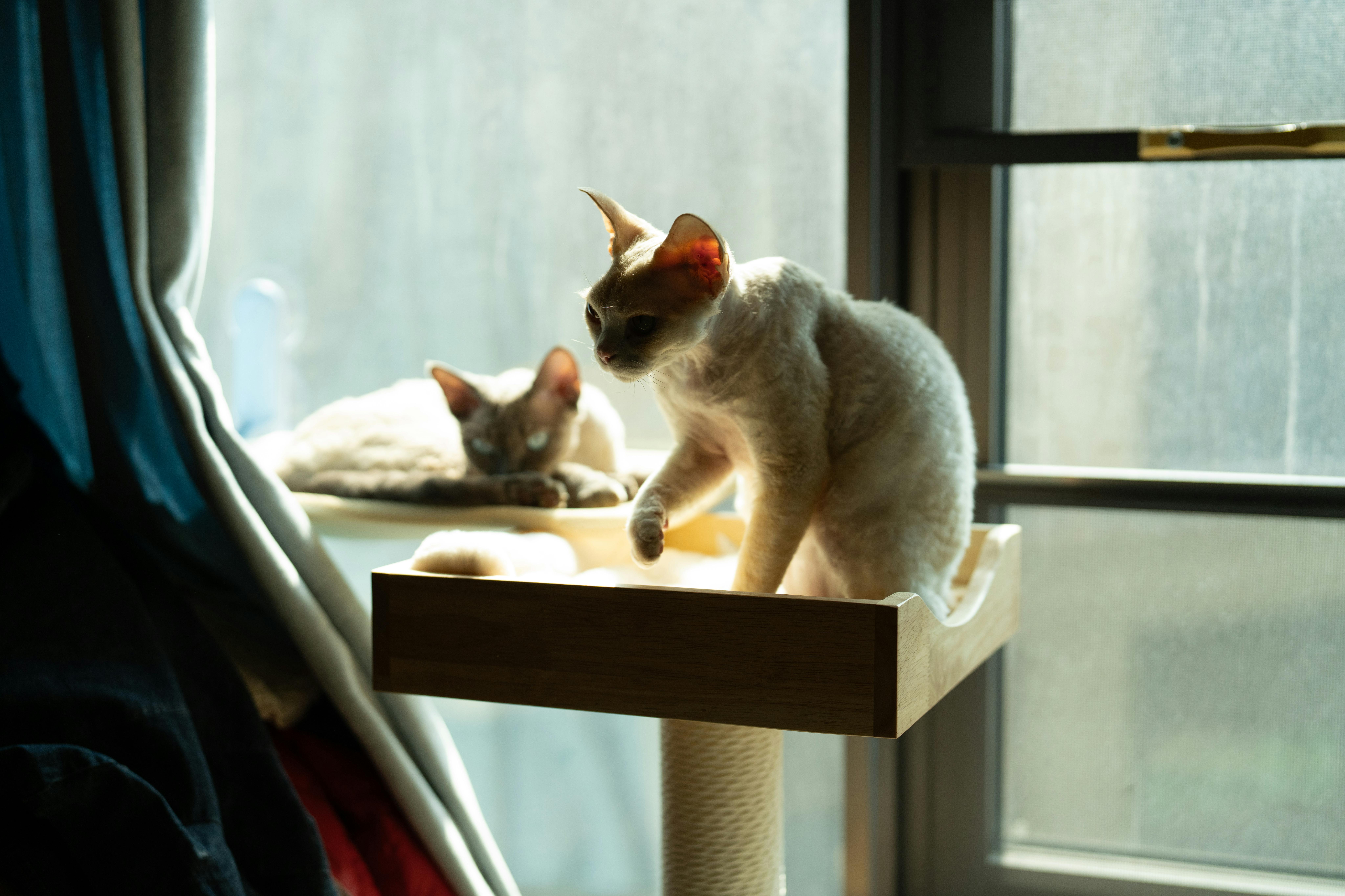 Χαρακτήρας & Συμπεριφορά Devon Rex