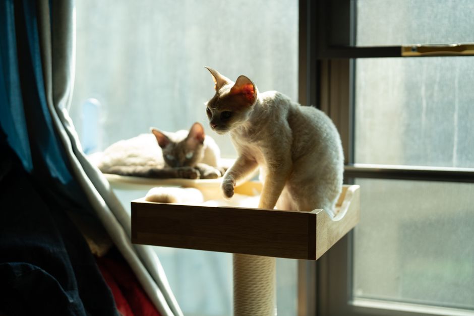 Two Devon Rex cats enjoy the sunlight by a window, perched comfortably indoors.