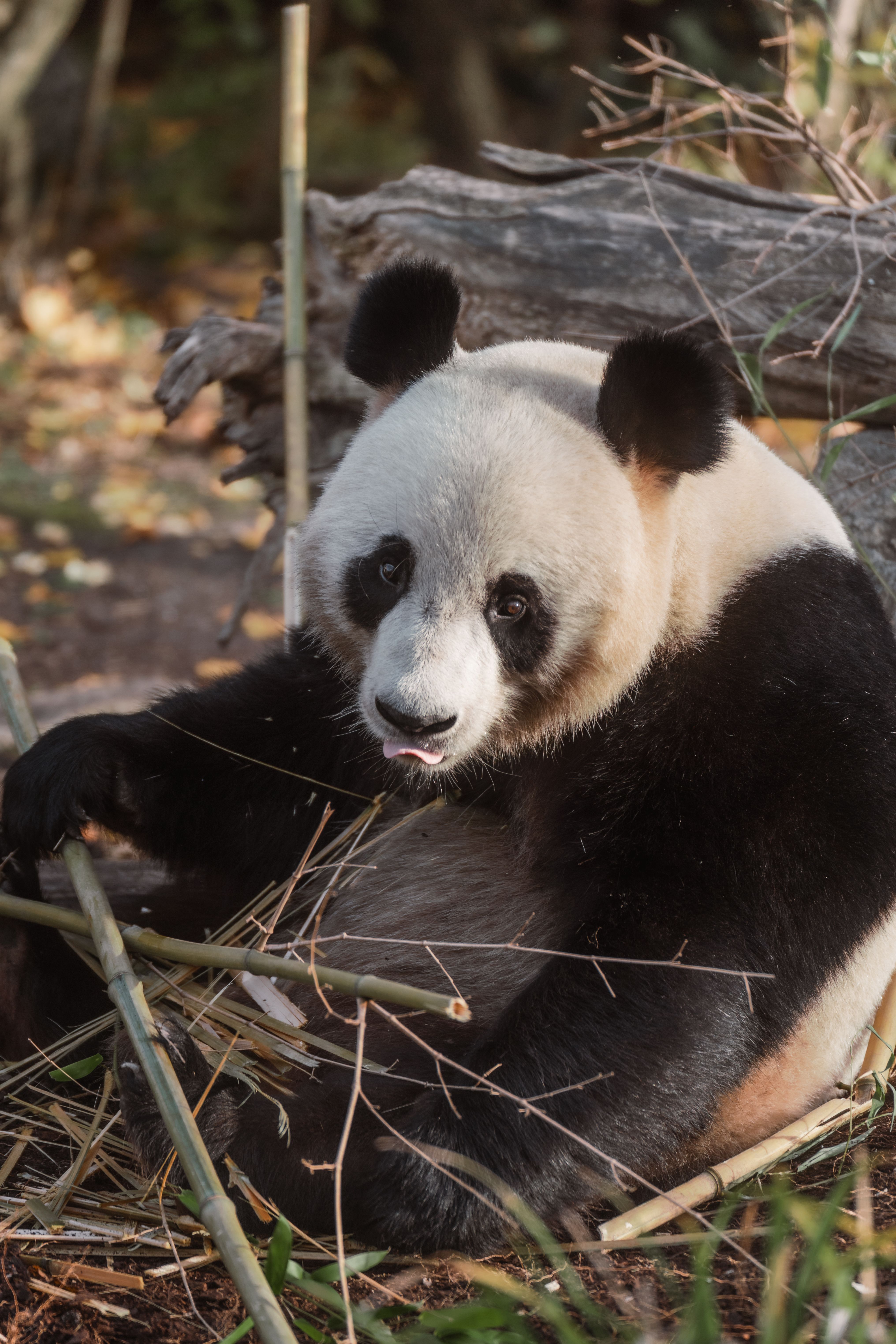 Panda Wallpaper For Desktop Photos, Download The BEST Free Panda ...