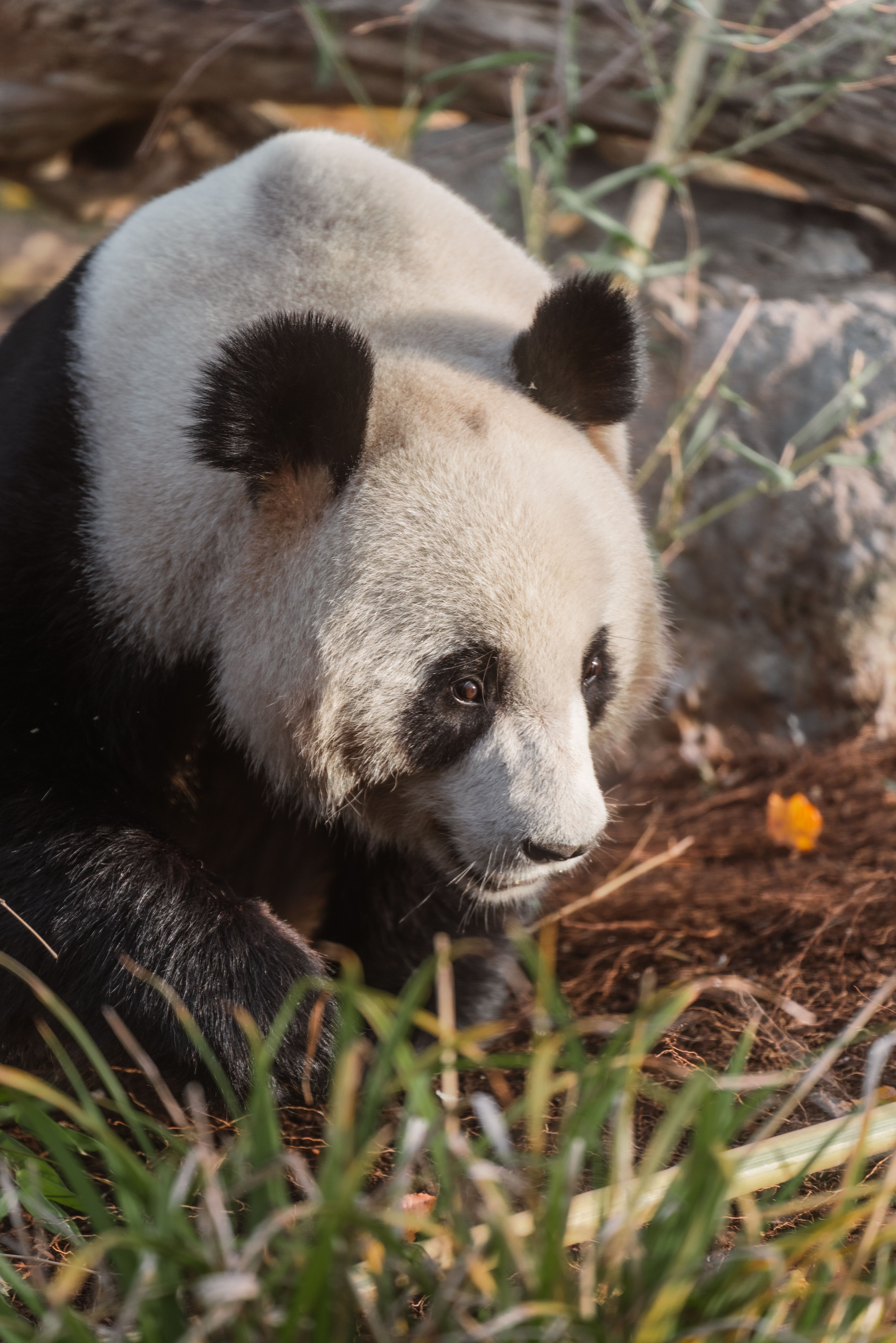 Close-up of a Giant Panda in Natural Habitat · Free Stock Photo