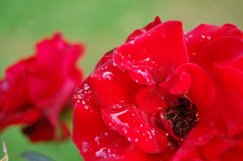 Free stock photo of drops, flower, red