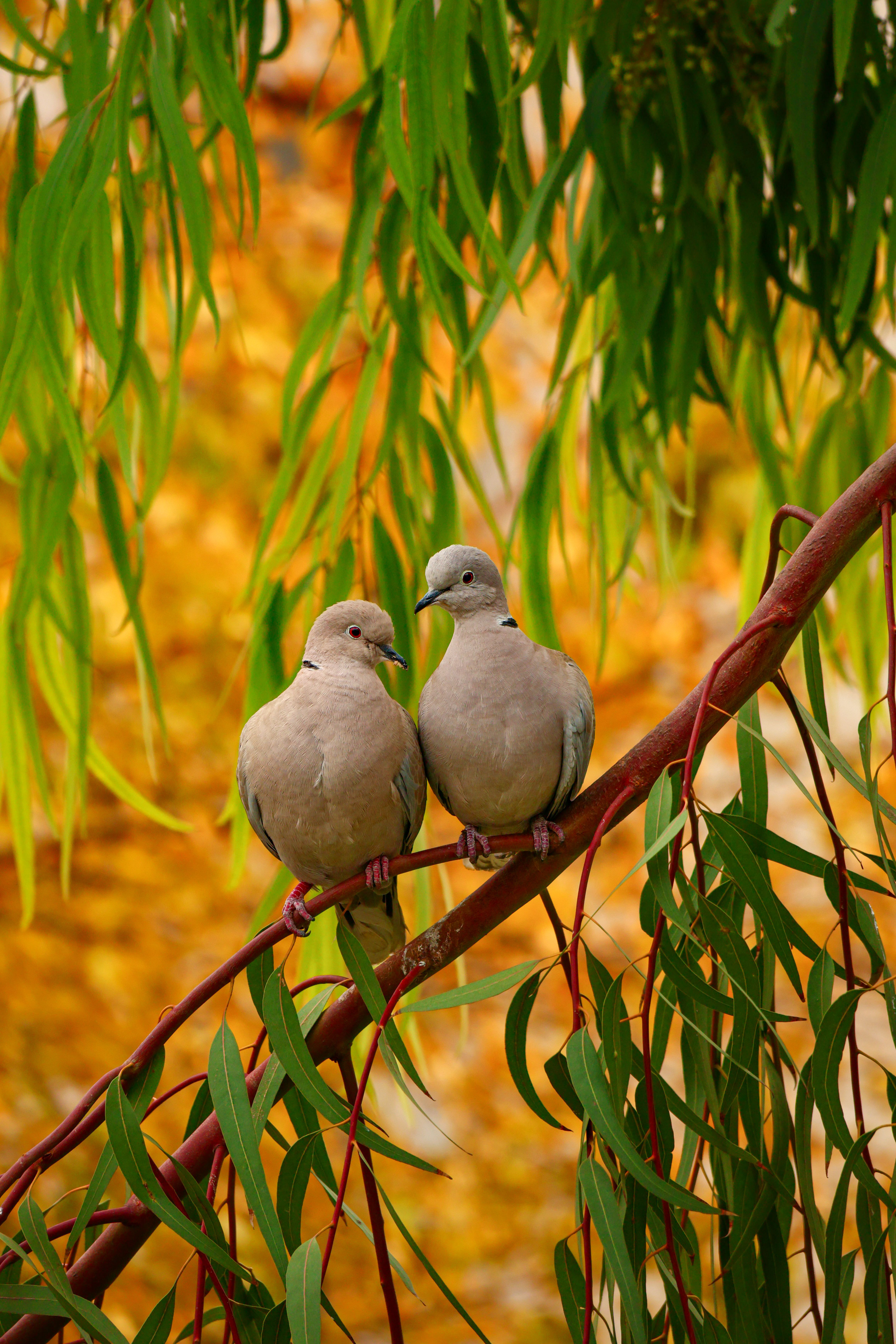 Two turtledoves perched on a branch with vibrant autumn leaves in İzmir, Türkiye.