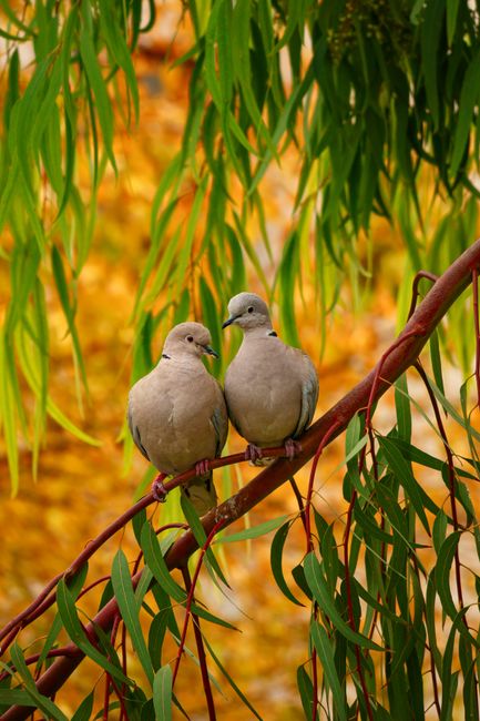Two turtledoves perched on a branch with vibrant autumn leaves in İzmir, Türkiye.