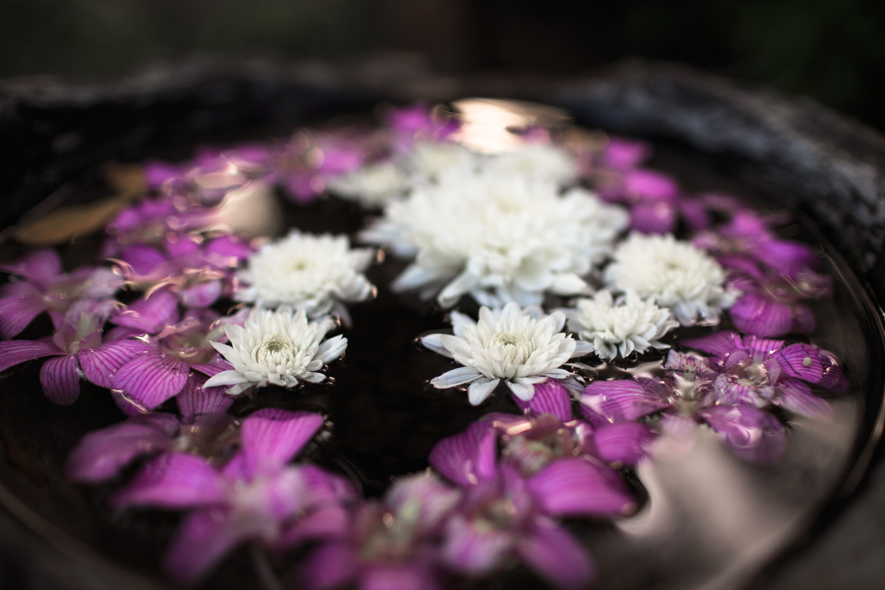 [ColoSach]-delicate-white-and-pink-chrysanthemums-floating-in-a-serene-water-bowl,-creating-a-calming-effect.