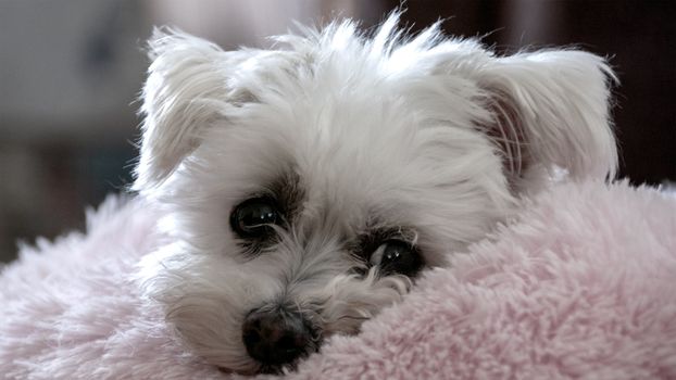 Adorable Maltese dog resting on a soft pink cushion, exuding coziness.