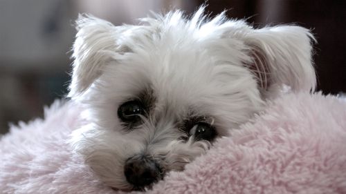 Free Adorable Maltese dog resting on a soft pink cushion, exuding coziness. Stock Photo