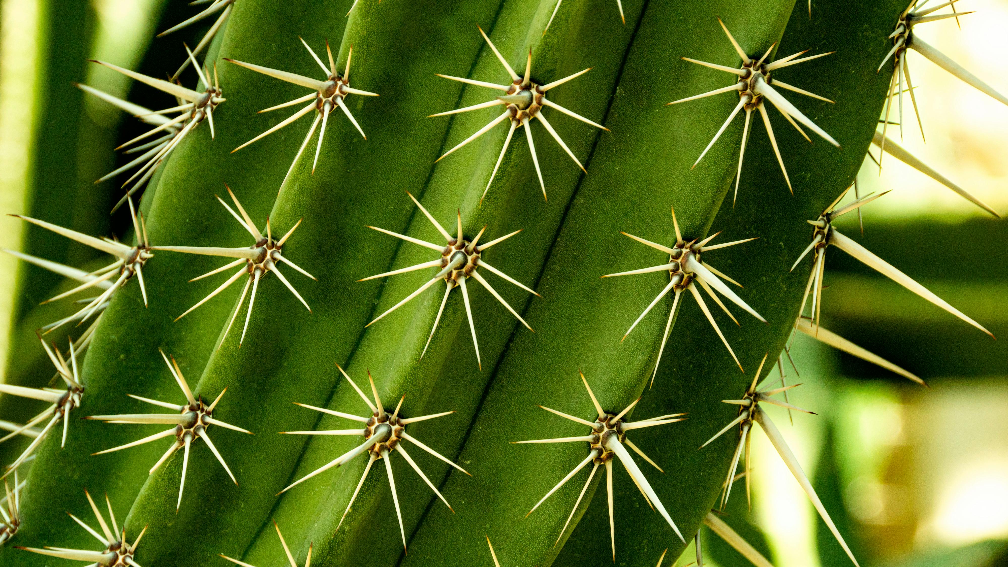 Cactus Sports, an independent ASU merchandise store, is thriving in Tempe — Photo by Ludek Pytloun on Pexels