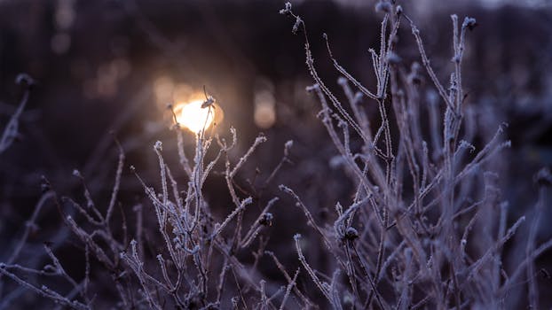 Frost-covered plants with a beautiful sunrise in a winter landscape, creating a serene scene.