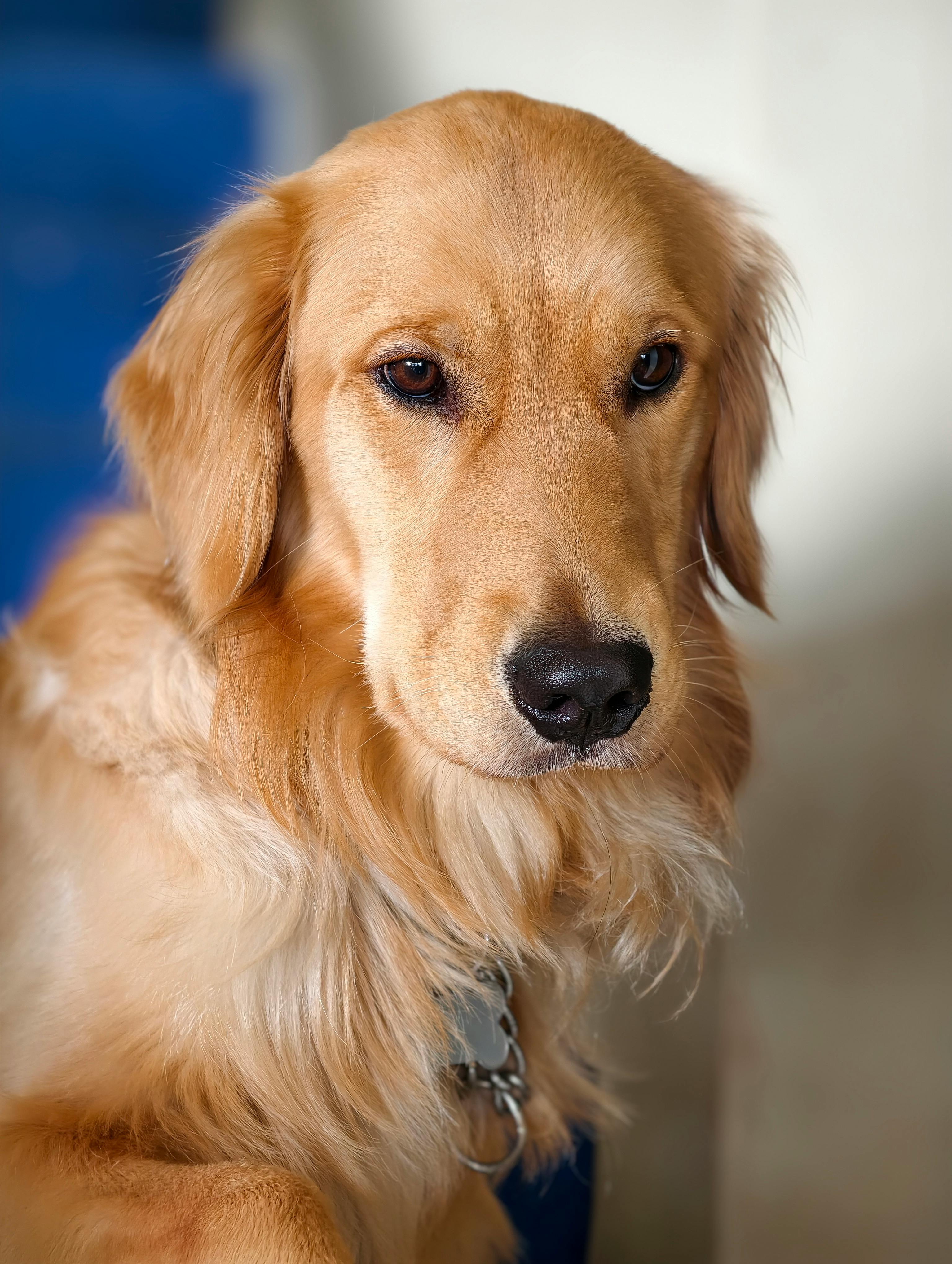 Dog portrait