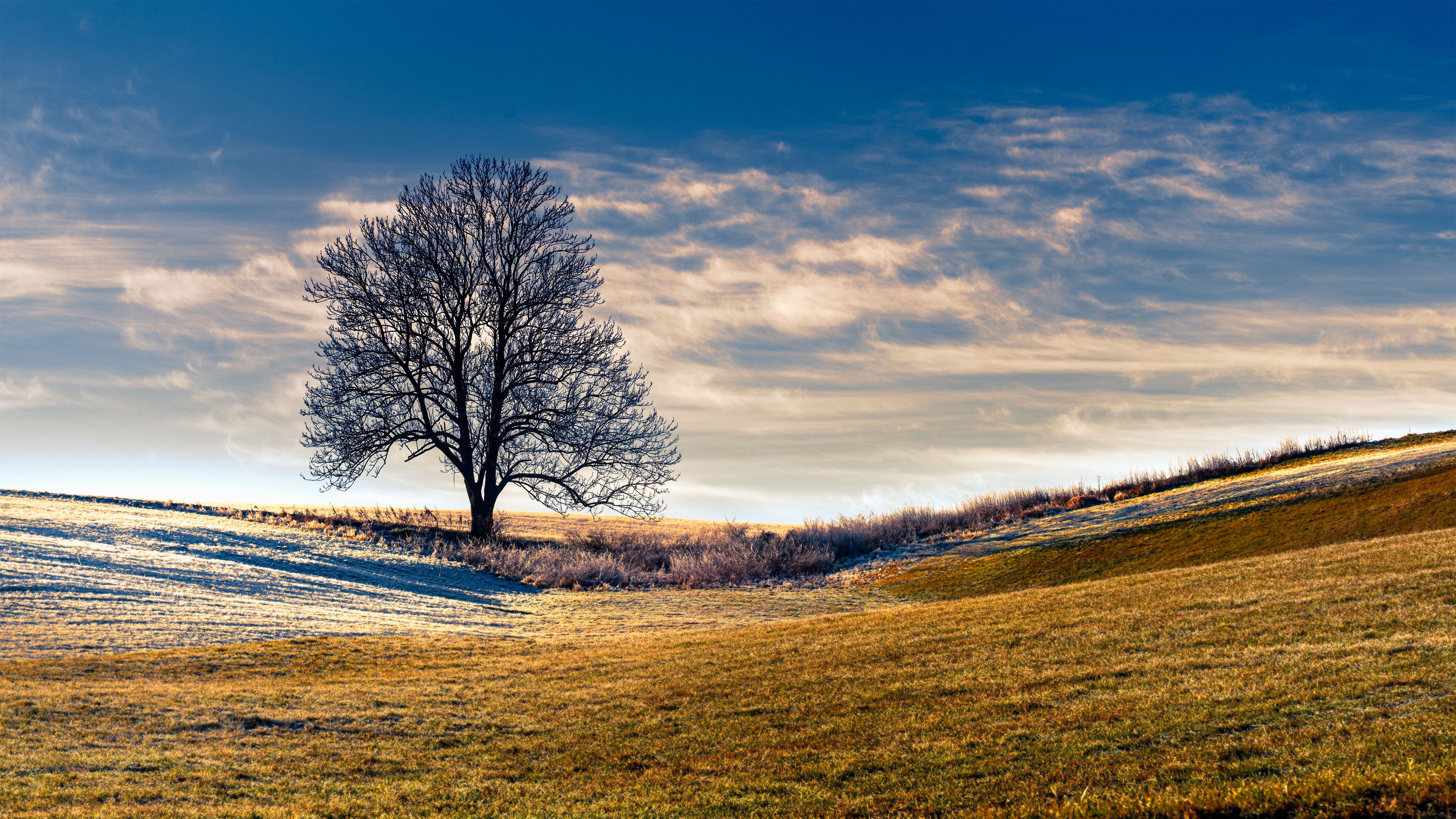 Solitary Tree in Sunny Winter Landscape · Free Stock Photo