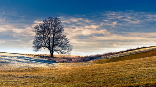 Free A lone tree stands gracefully on a sunlit winter landscape under a blue sky. Stock Photo