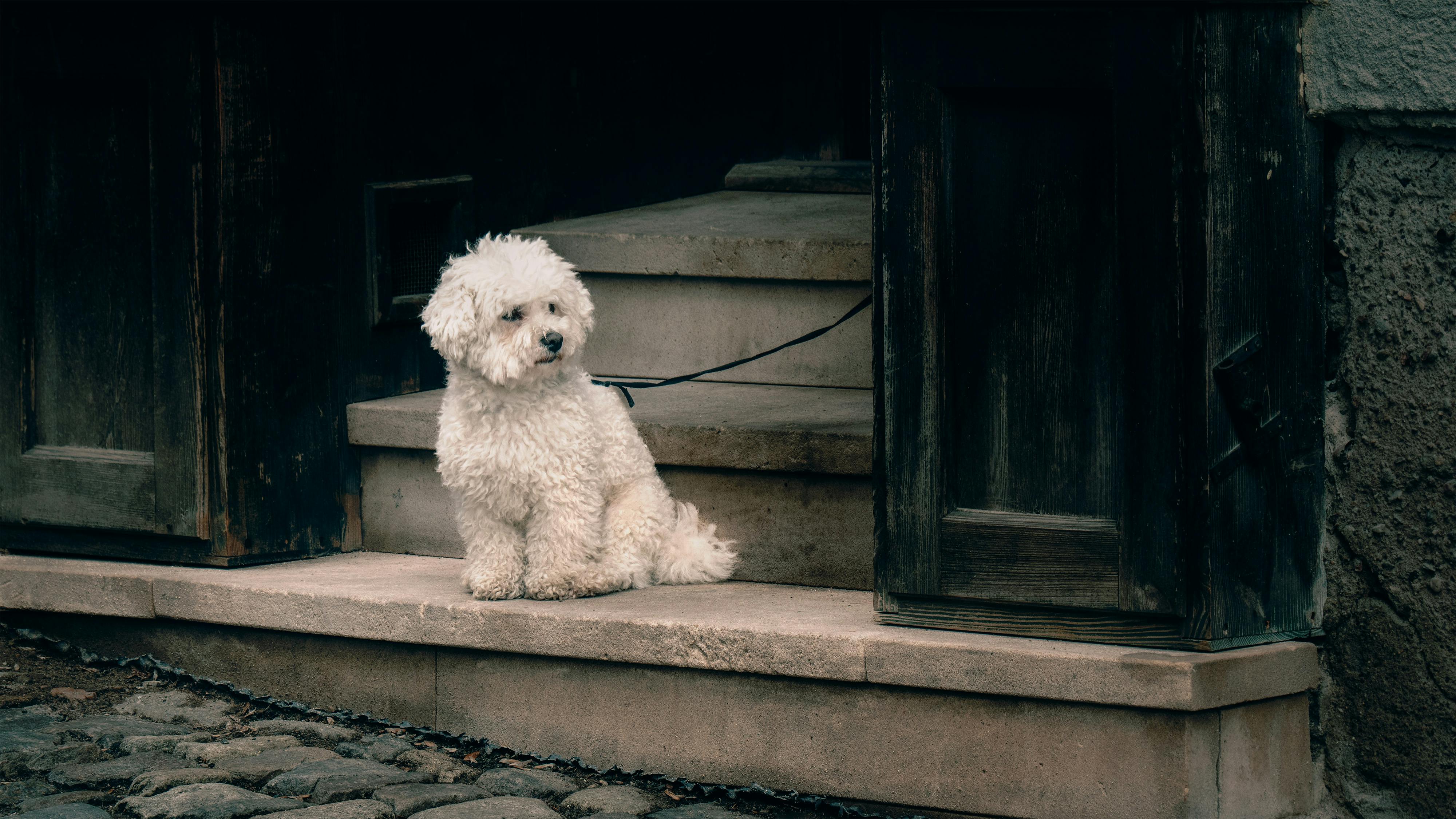 pet lifestyle store — Photo by Ludek Pytloun on Pexels