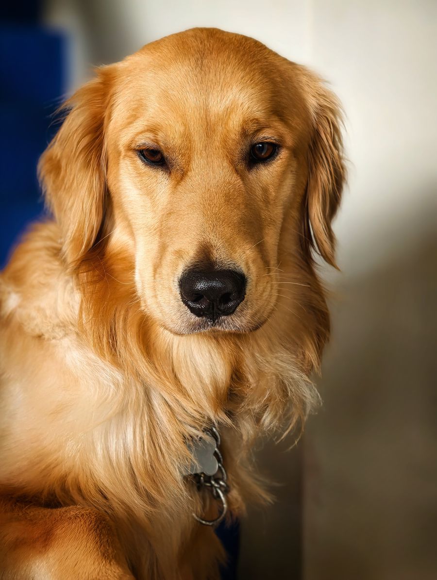 Golden Retriever resting calmly in soft indoor light