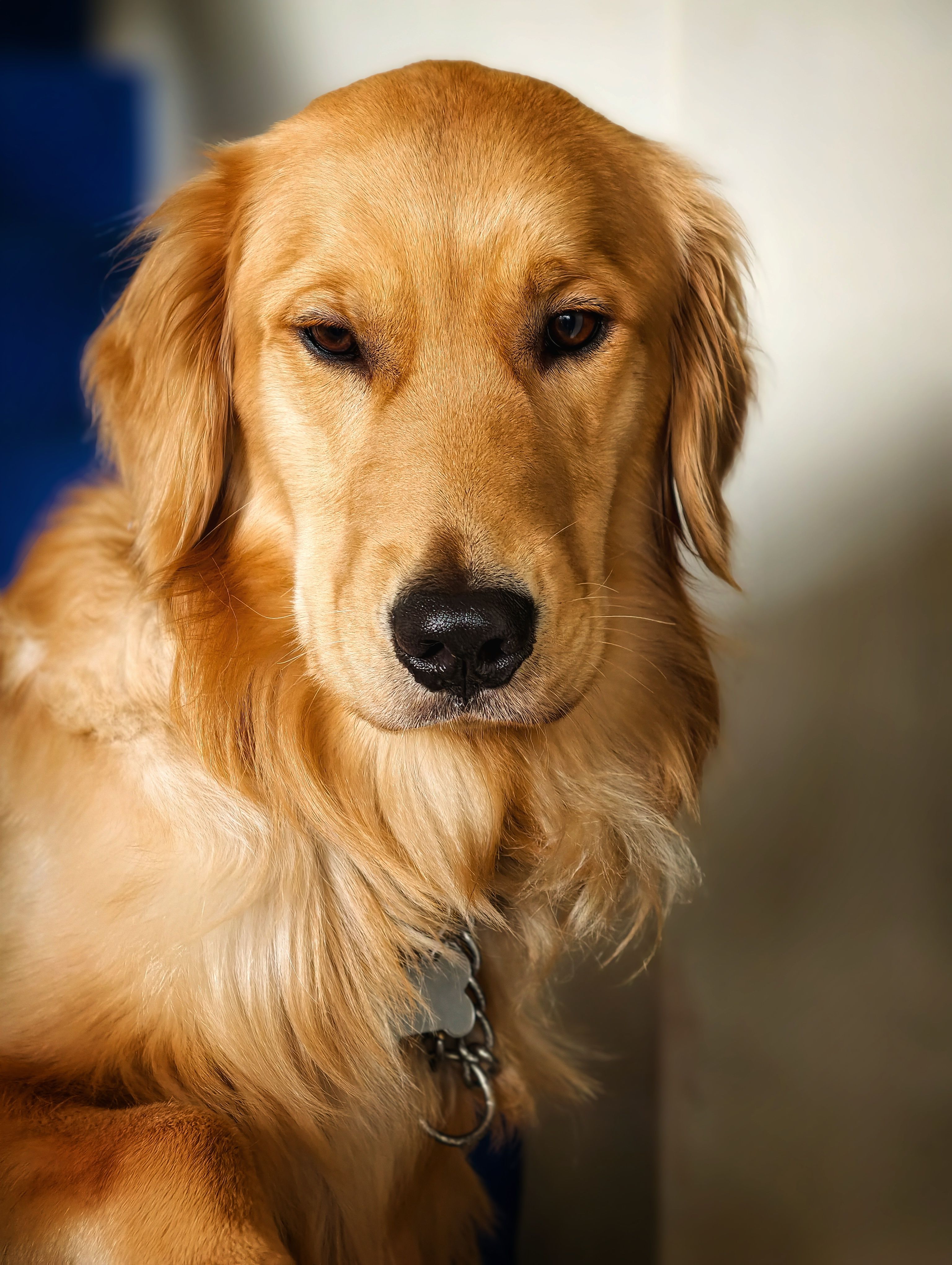 Close-up portrait of a golden retriever with a gentle expression