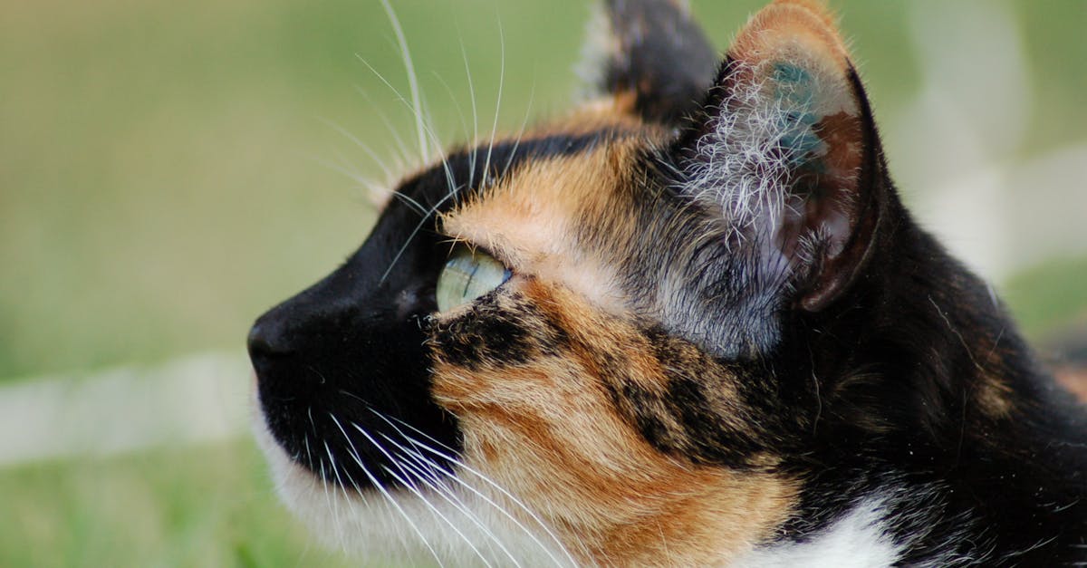 Foto Stok Gratis Tentang Kucing Profil