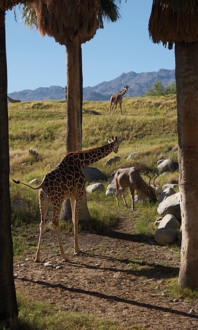 Giraffes and antelope grazing under palm trees in a savanna setting with mountains.