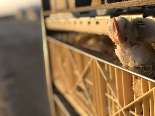 Shallow Focus Photo of Chicken in Cage