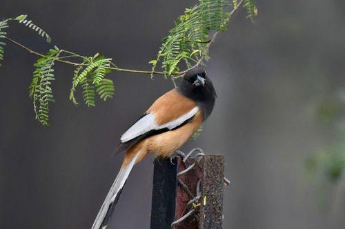 Free A Rufous Treepie sits on a post, surrounded by green leaves. Stock Photo