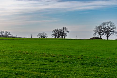 Free Expansive green field under a blue sky with scattered bare trees, exuding tranquility. Stock Photo