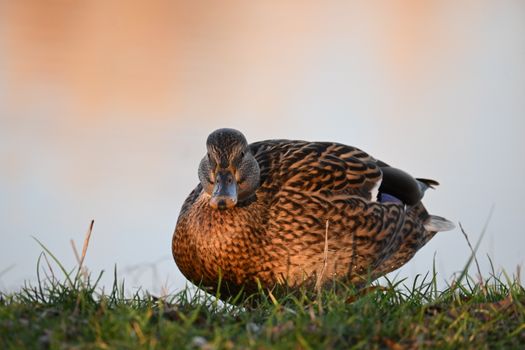 A detailed shot of a mallard duck resting by a serene lake at sunset.
