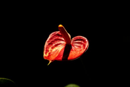 Close-up of a vibrant red anthurium flower with dramatic lighting against a dark background.